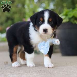 Frankie, Miniature Australian Shepherd Puppy